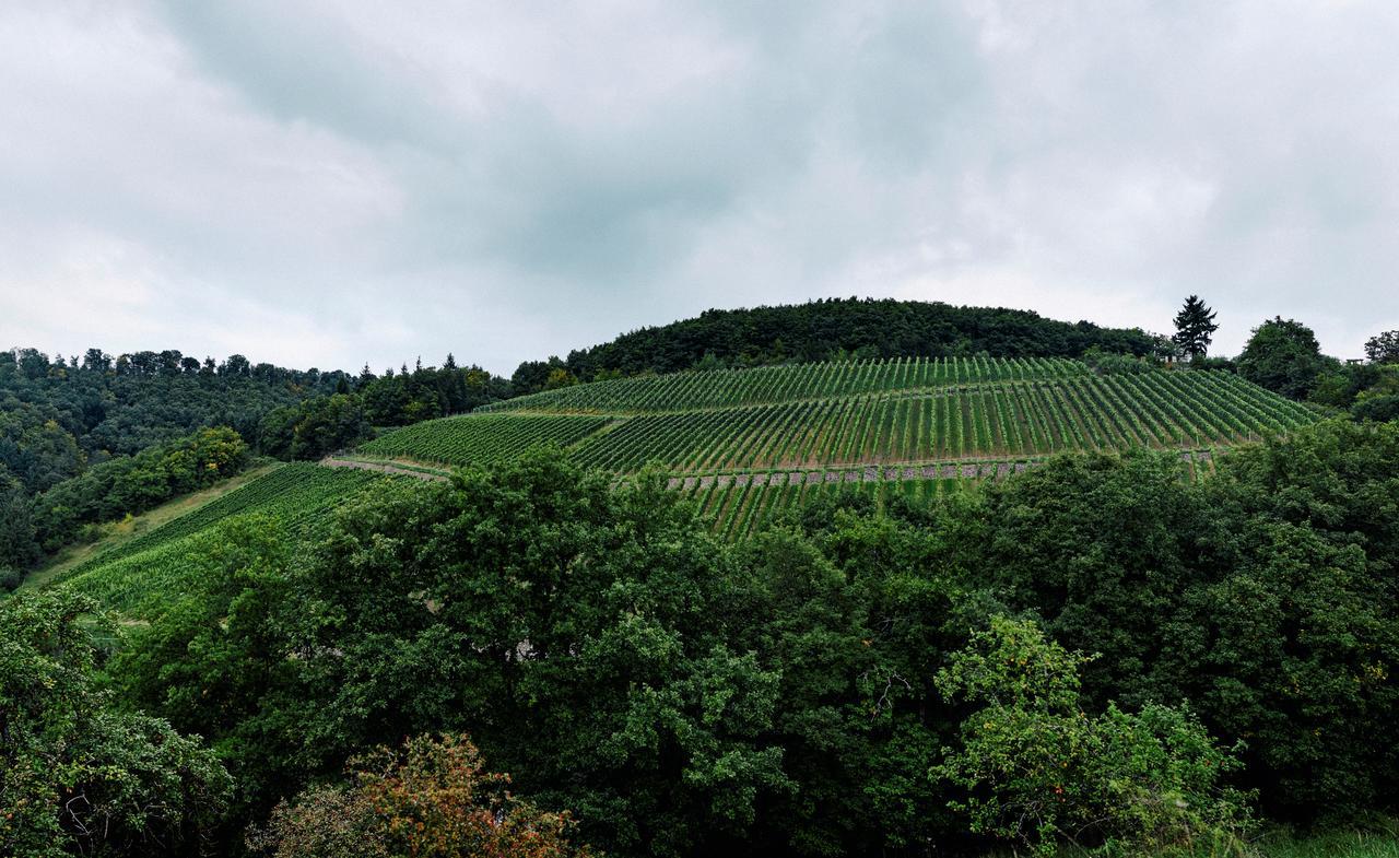 Weingut Hees - Landgasthof Zum Jaeger Aus Kurpfalz Auen Exterior foto